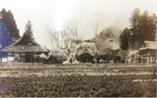 early in the Showa period, the stick cherry tree remains in the middle of the picture