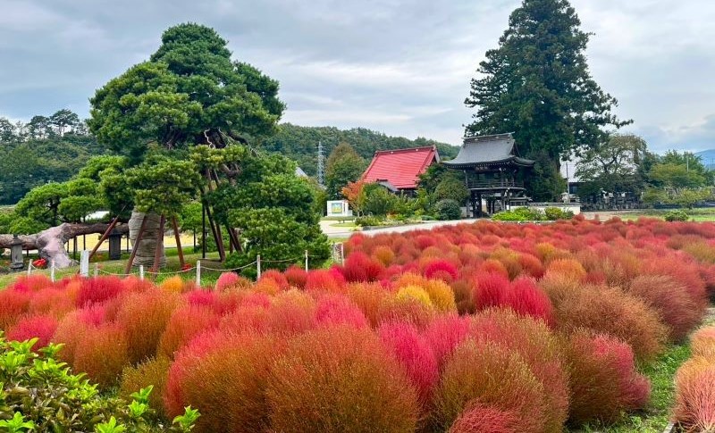 ■コキア植え付け作業のお手伝い募集
